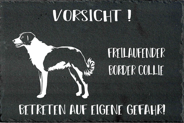 Schieferplatte Border Collie (Kurzhaar)