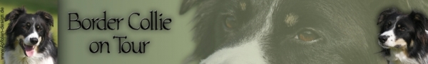 Autoaufkleber Border Collie