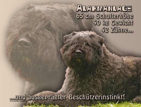 Aluminiumschild Bouvier des Flandres