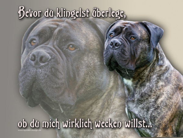 Aluminiumschild Bullmastiff