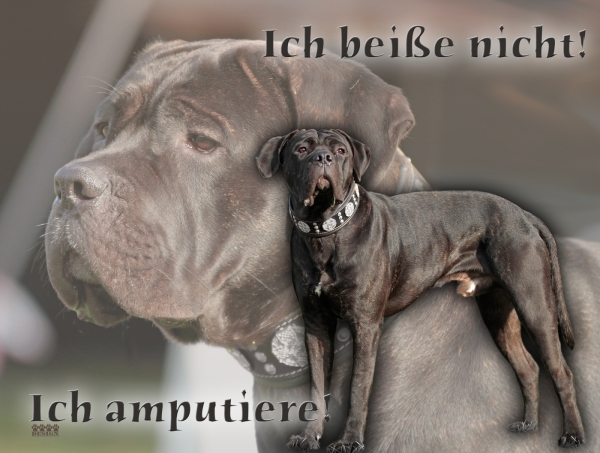 Aluminiumschild Cane Corso