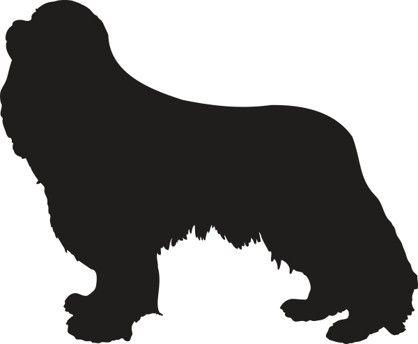 Cavalier King Charles Spaniel stehend Silhouette