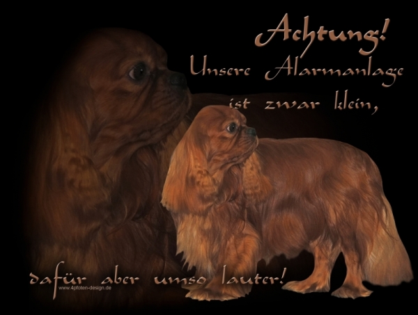 Aluminiumschild Cavalier King Charles Spaniel