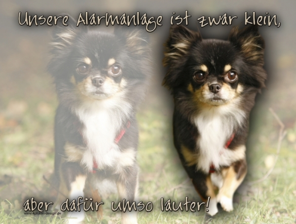 4pfotenshop Hundewarnschilder Und Kratzfeste Autoaufkleber Mit Hundemotiven Hundeschilder Metallschilder Turschilder Chihuahua