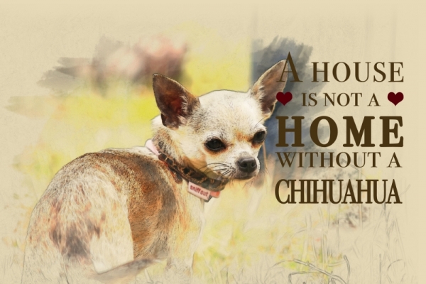 Metallschild Chihuahua