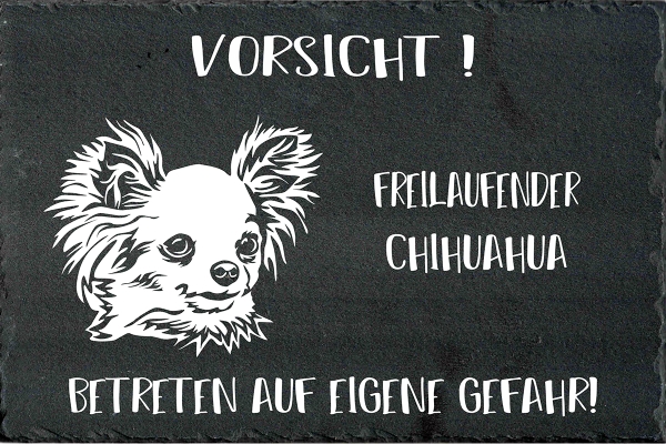 Schieferplatte Chihuahua (Langhaar)