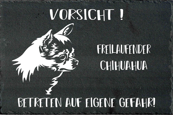 Schieferplatte Chihuahua (Kurzhaar)