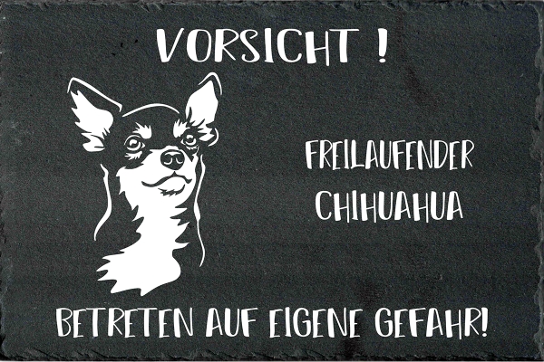 Schieferplatte Chihuahua (Kurzhaar)