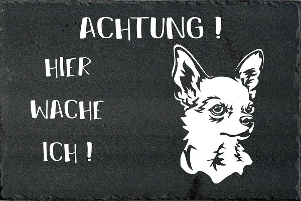 Schieferplatte Chihuahua (Kurzhaar)