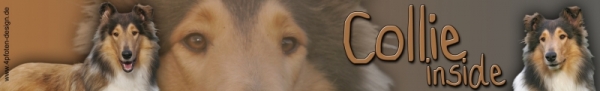 Autoaufkleber Collie
