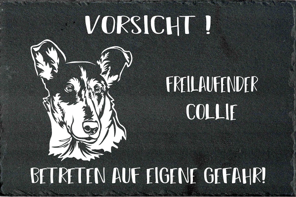 Schieferplatte Collie (Kurzhaar)