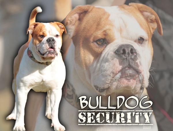 Aluminiumschild Continental Bulldog