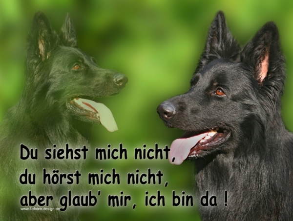 Aluminiumschild Deutscher Schäferhund