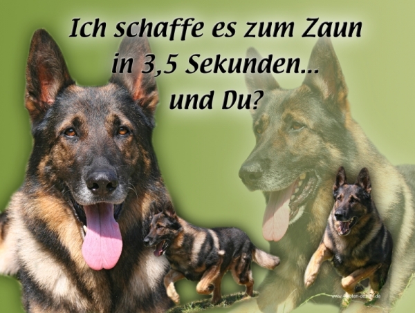 Aluminiumschild Deutscher Schäferhund