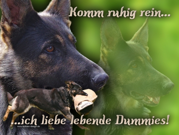 Aluminiumschild Deutscher Schäferhund