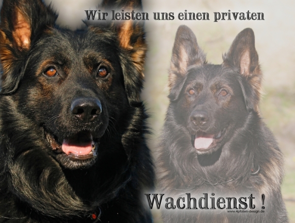 Aluminiumschild Deutscher Schäferhund