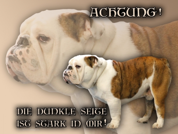 Aluminiumschild Englische Bulldogge