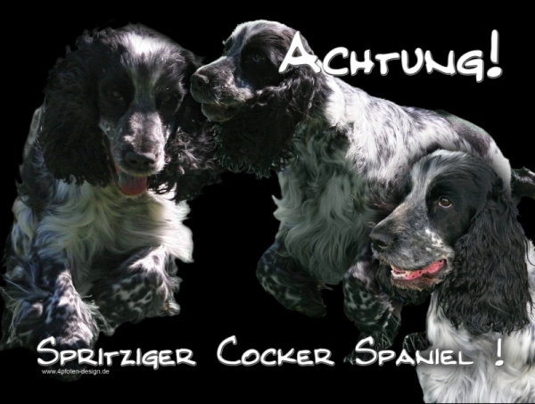 Aluminiumschild englischer cocker spaniel