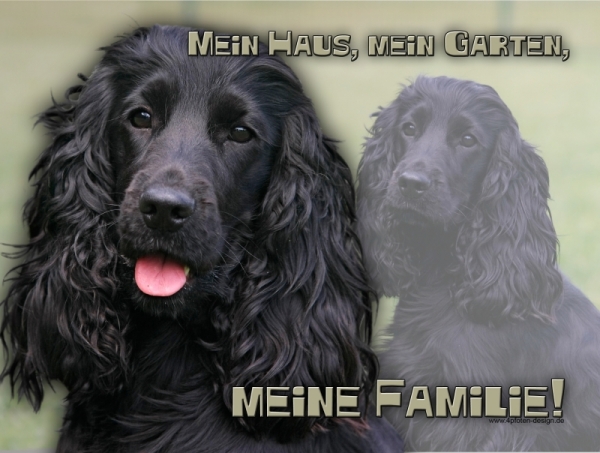 Aluminiumschild englischer cocker spaniel