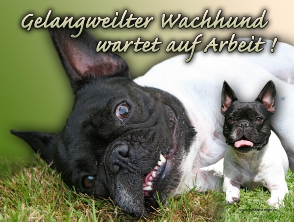 Aluminiumschild Französische Bulldogge