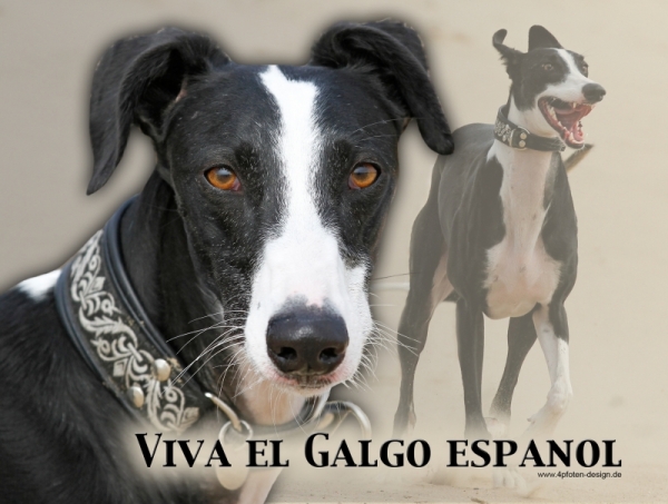 Aluminiumschild Galgo