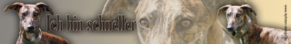 Aufkleber Galgo Espanol