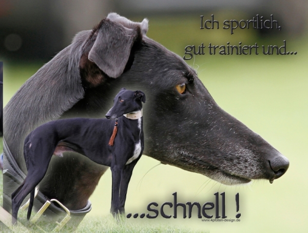 Aluminiumschild Galgo