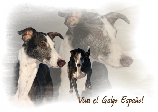 Fototasse Galgo