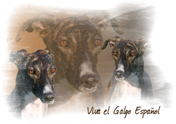 Fototasse Galgo