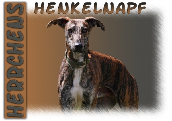 Fototasse Galgo (Spanischer Windhund) Herrchen/Frauchen