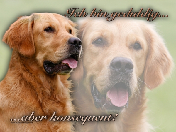 Aluminiumschild golden retriever