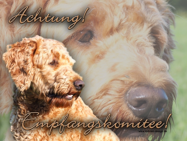 Aluminiumschild Goldendoodle