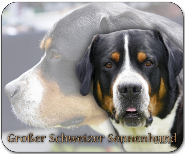 Mousepad Großer Schweizer Sennenhund