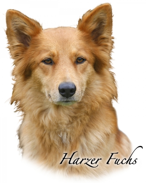 Fototasse Harzer Fuchs