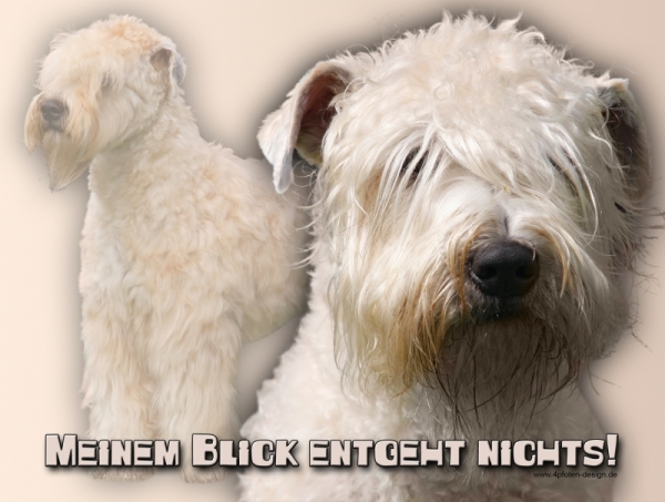 Aluminiumschild irish soft-coated wheaten terrier