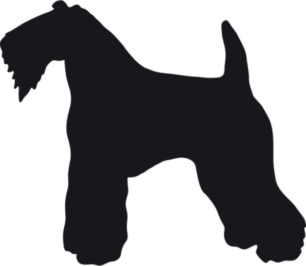Kerry Blue Terrier stehend Silhouette