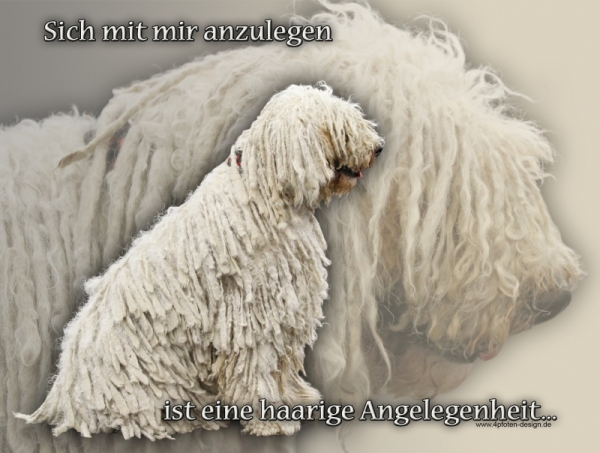 Aluminiumschild Komondor