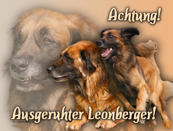 Aluminiumschild Leonberger