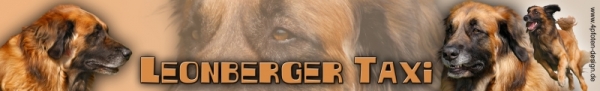 Autoaufkleber Leonberger