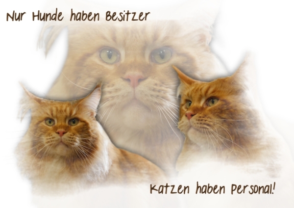 Fototasse Maine Coon