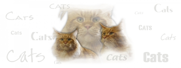 Fototasse Maine Coon