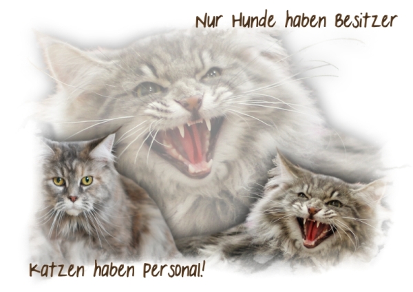 Fototasse Maine Coon