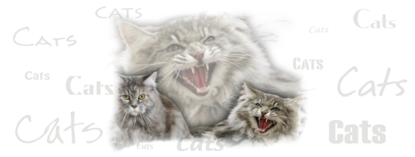 Fototasse Maine Coon