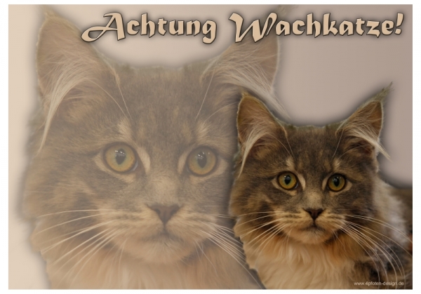 Katzenschild Maine Coon