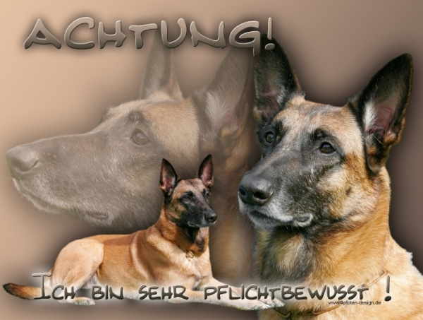 Aluminiumschild Malinois