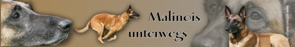 Autoaufkleber Malinois