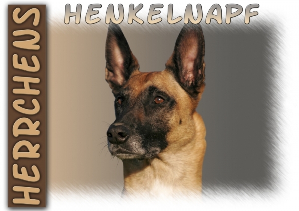 Fototasse Malinois (Belgischer Schäferhund) Herrchen/Frauchen