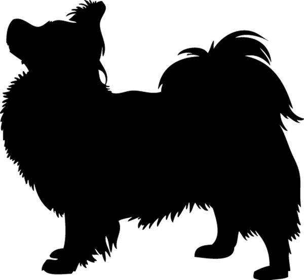 Papillon stehend Silhouette