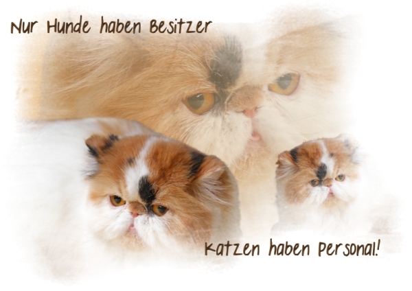 Fototasse Perserkatze