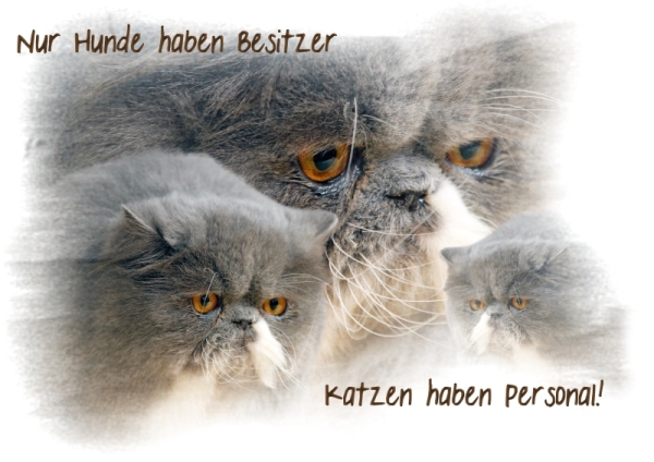 Fototasse Perserkatze